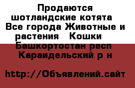 Продаются шотландские котята - Все города Животные и растения » Кошки   . Башкортостан респ.,Караидельский р-н